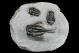 Cyphaspis Walteri With Gerastos Trilobite - Mrakib, Morocco #183632-1